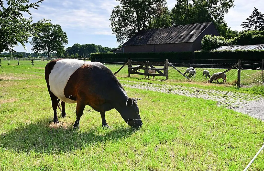 De Lakenvelder B&B Eersel-1