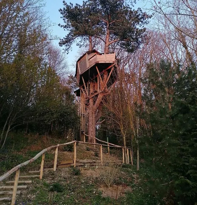 Sherwood Tree-1