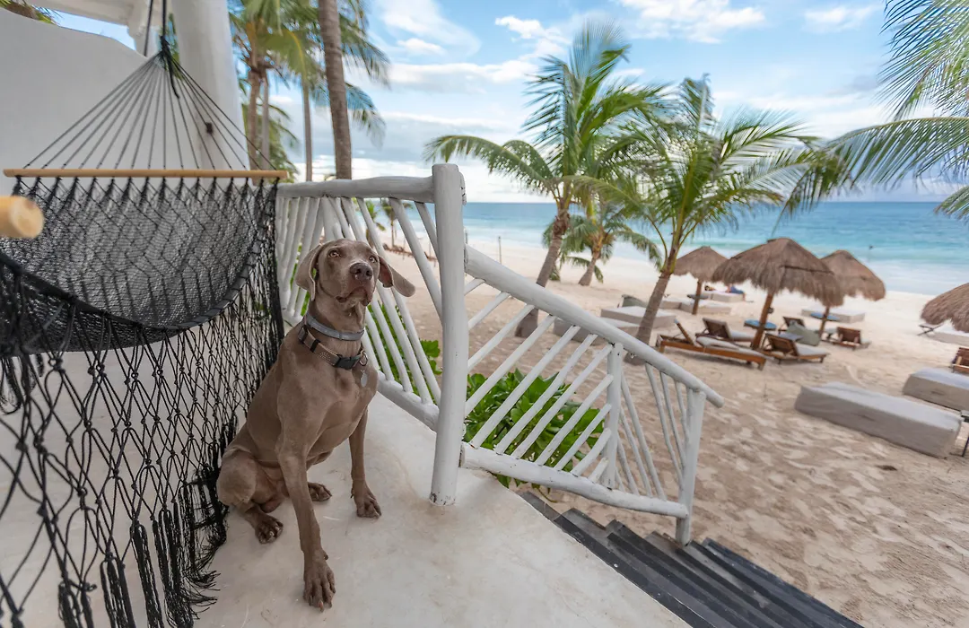 Los Amigos Beach Hotel Boutique-1