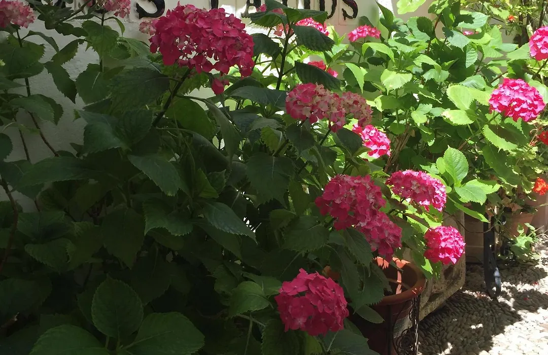 Los Patios-1