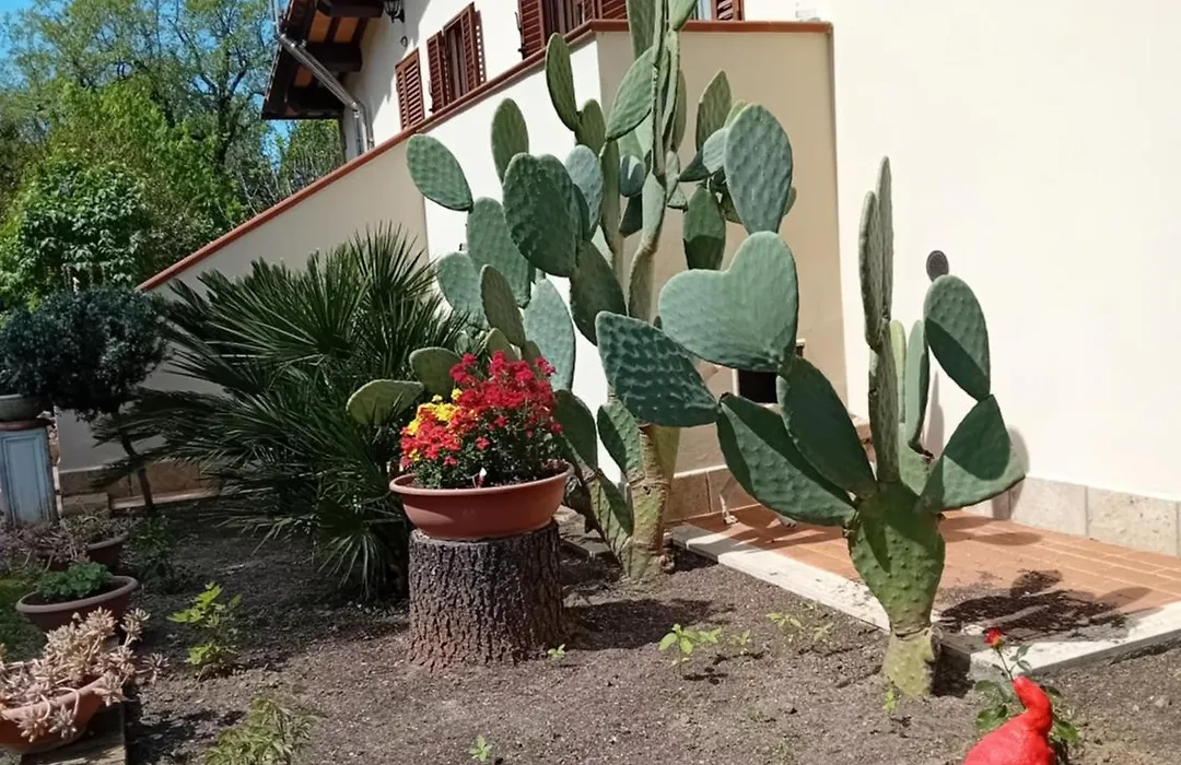 Boscodisotto-1