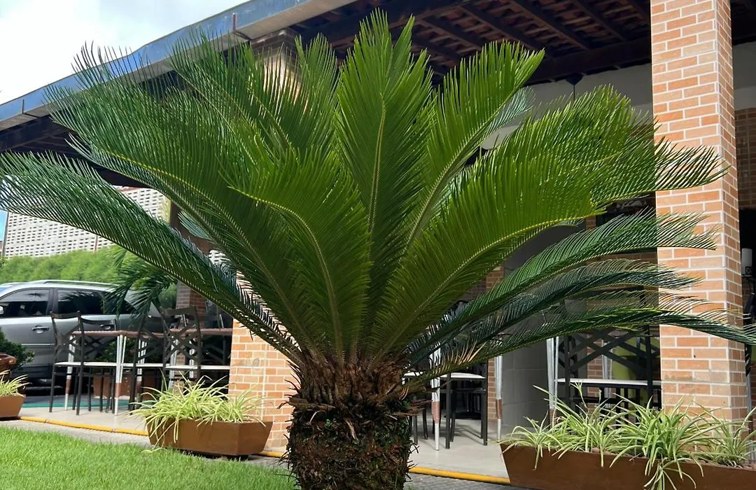 Pousada Shalon Olinda-1