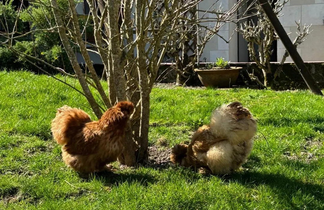 Le Petit Hureau-1