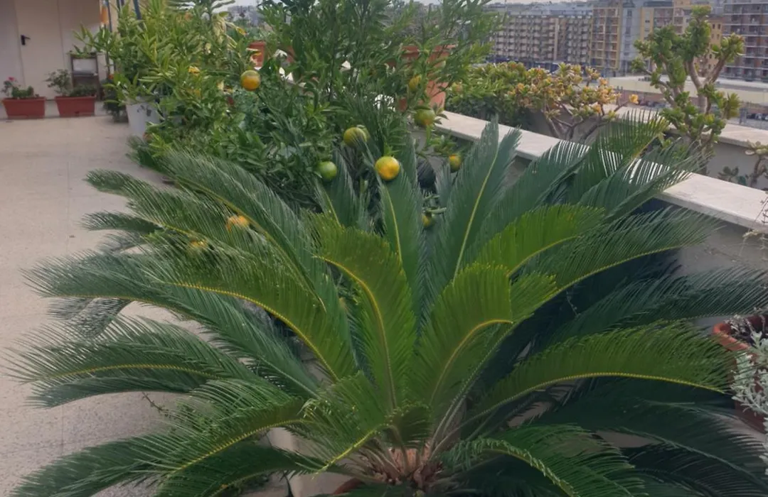 B&B Ganaj La Terrazza Di Ganaj Bari-1