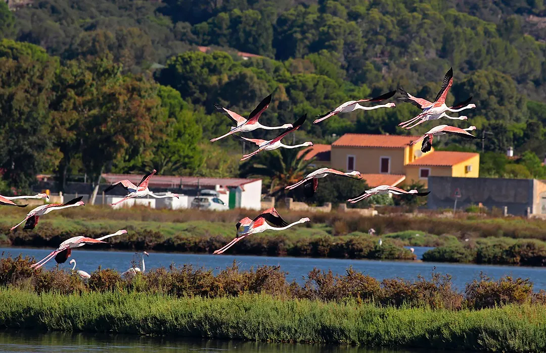 Alba B&B-1