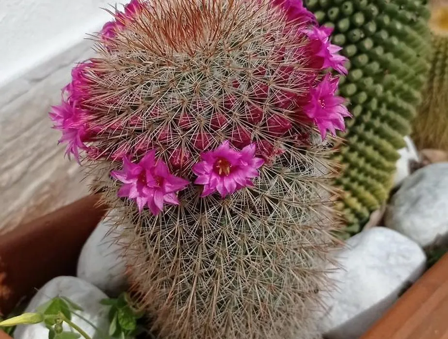 B&B Vannefora-1