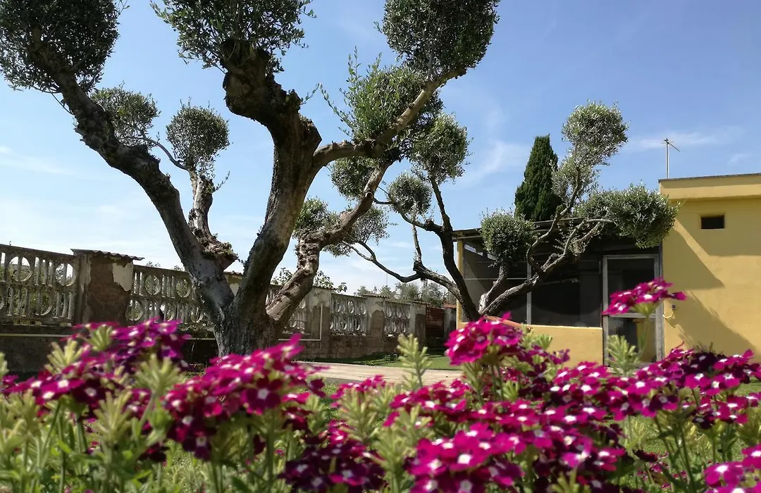 B&B Casa degli Ulivi-1