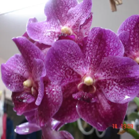 Pousada das Orquideas de Jau-2