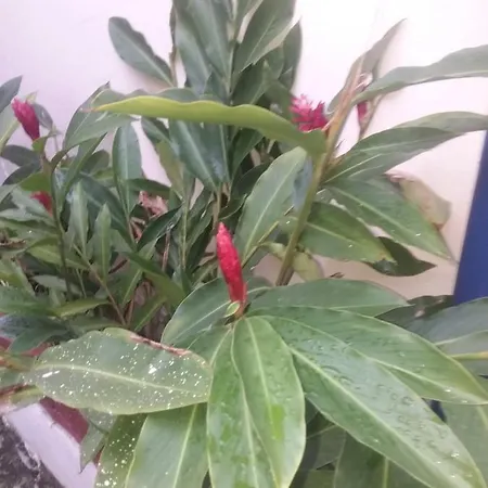 Pousada Lirio-2
