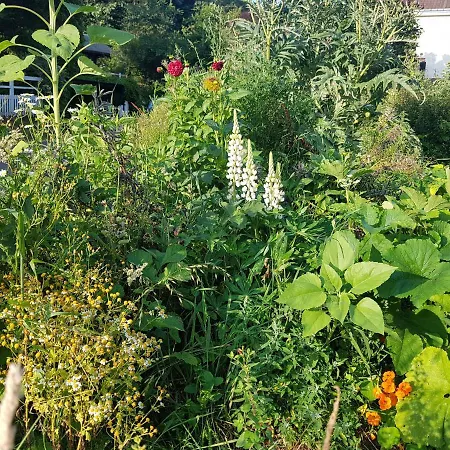 Les Lupins-3