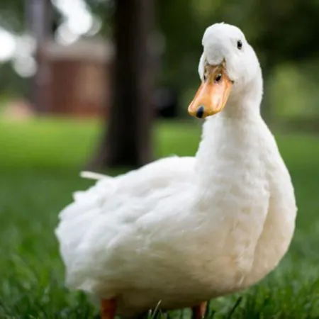 Pousada Recanto das Aves-3
