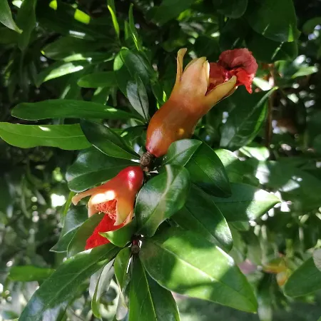 Royalheronhouse-2