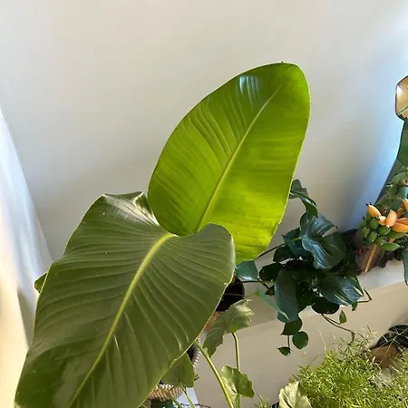 Monkey Tree Stay-2