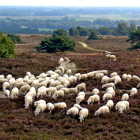 Het Uilennest-3