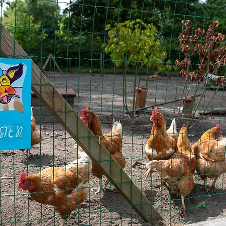B&B De Achterdiek-3