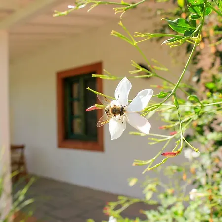 Fazendinha - Tavira - Spacious And Tranquil-3