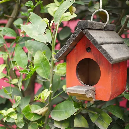 Colibri B&B-2