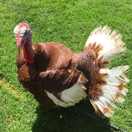 Bryn Meadow Farm B&B-3