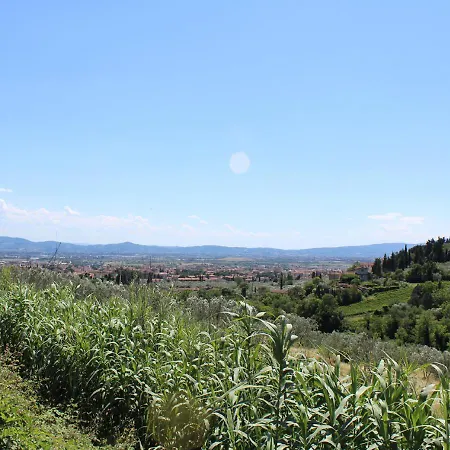 Ulivo Rosso-3