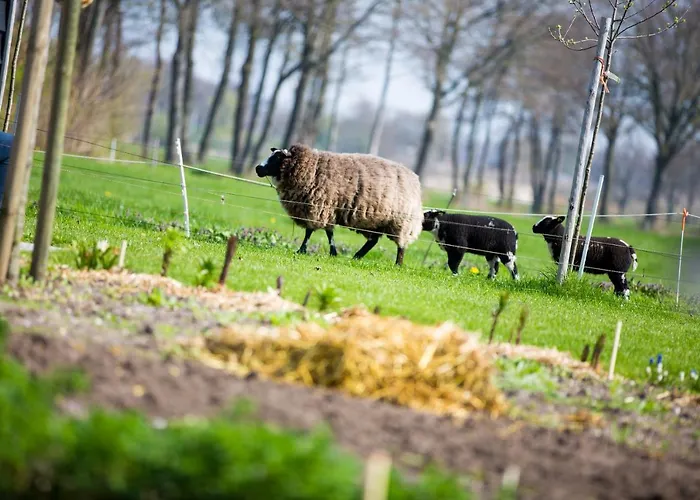 Bed&Breakfast De Volkelse Hooiberg
