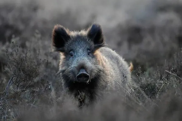 B&B aan de Koningsmuur Dieren
