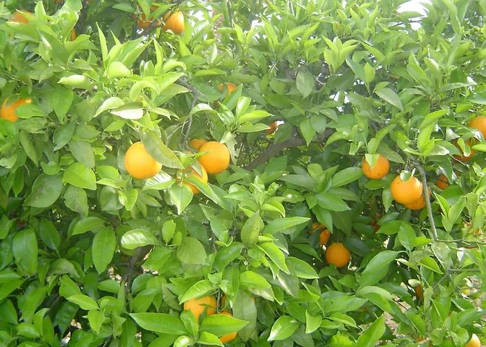 Quinta Dos Oliveiras Acomodação com café da manhã Carvoeiro 