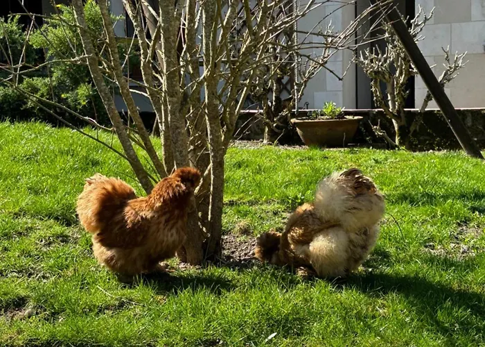 Le Petit Hureau Saumur