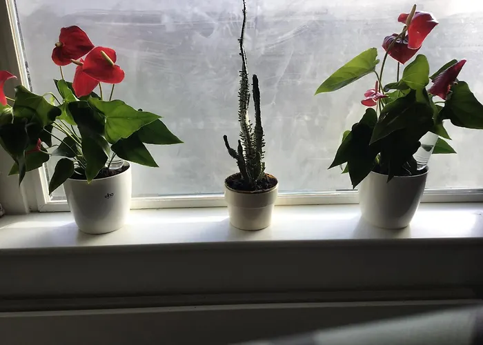 Imagine My B&B Rotterdam