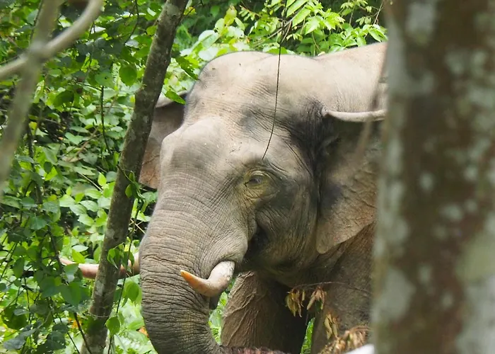 Hotels in Bukit Lawang
