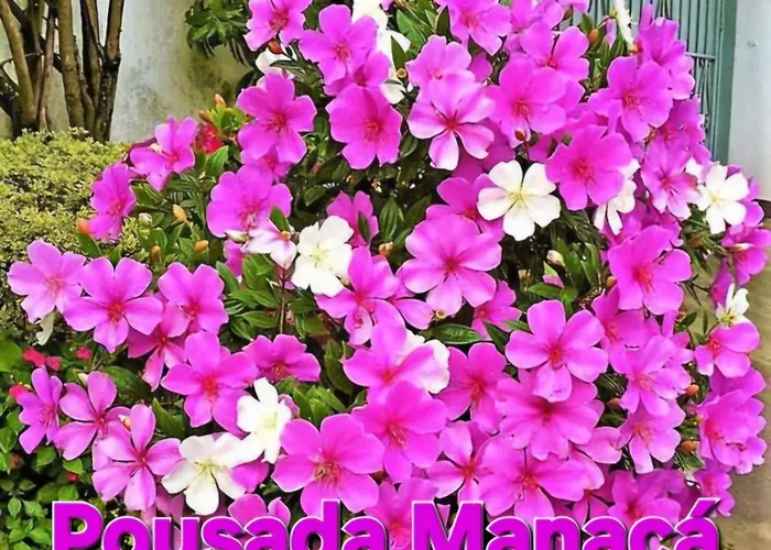 Pousada Manacá