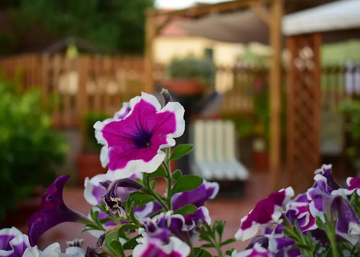 Domus Socolatae Apartments&Suites
