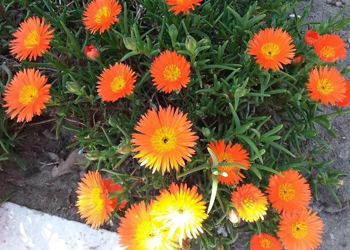 Camere Sul Mare Ardea